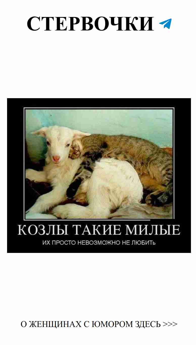 Кот на собаке: смешное сочетание любви и юмора