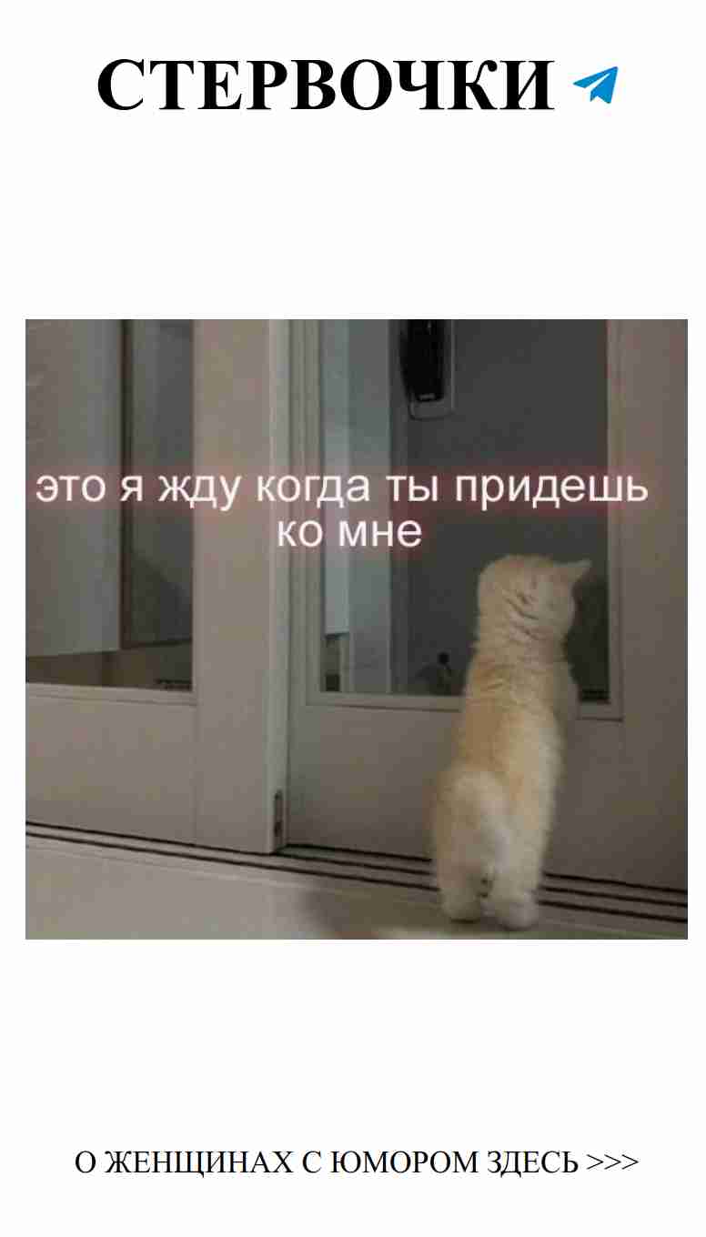 Кот, который любит смотреть на себя в зеркале