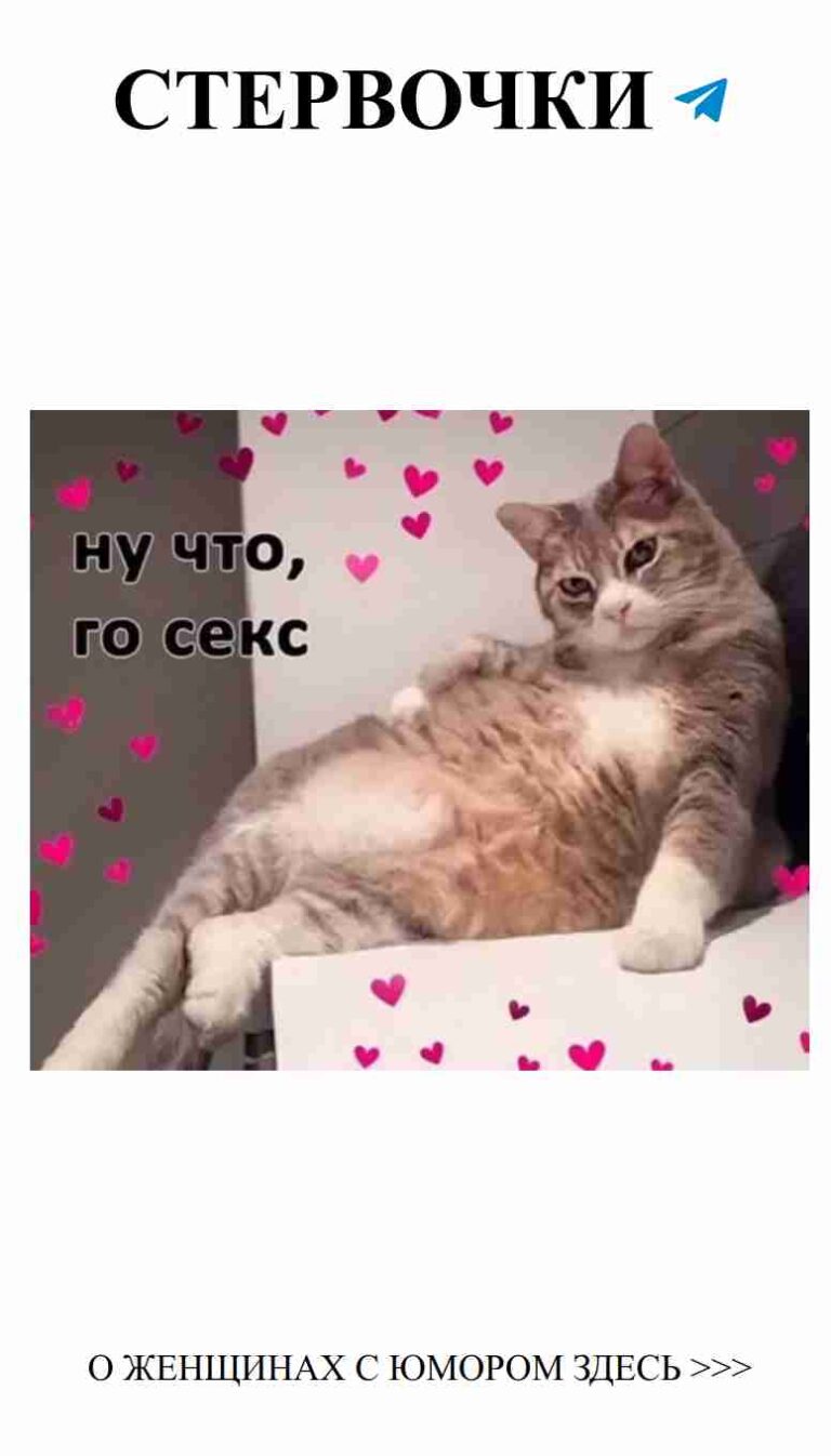 Кошачья любовь: юмор для сердца и души