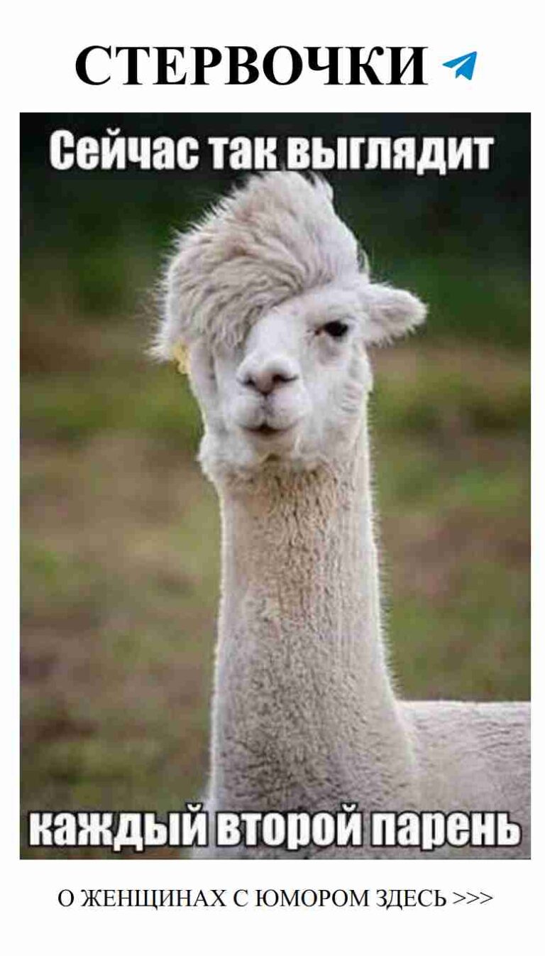 Смешные моменты с альпаками о день рождения и любви