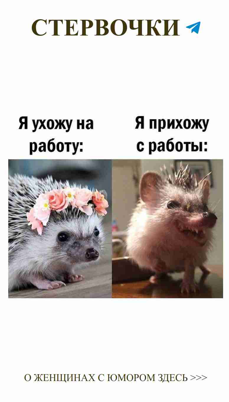 Ежи в цветах: когда любовь и юмор встречаются