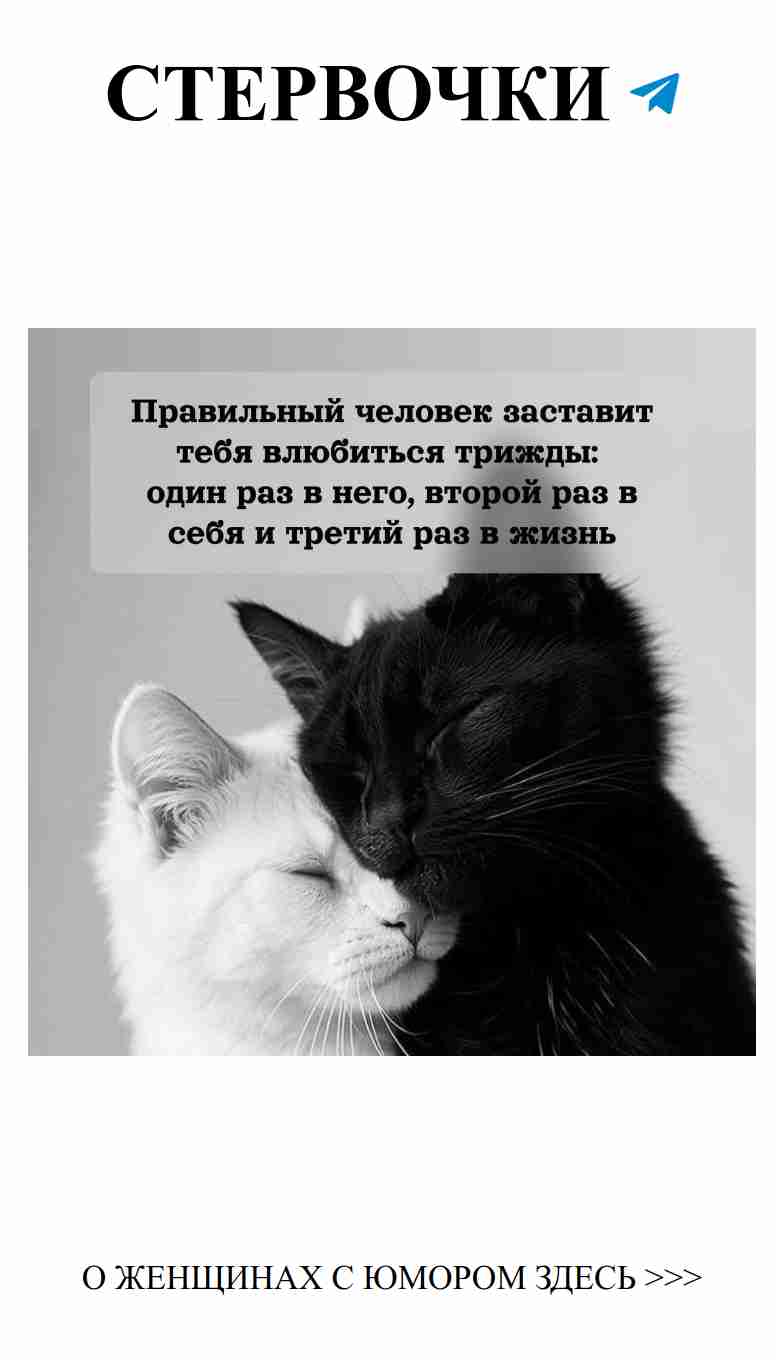 Две черно-белые кошки и любовь: смех без границ