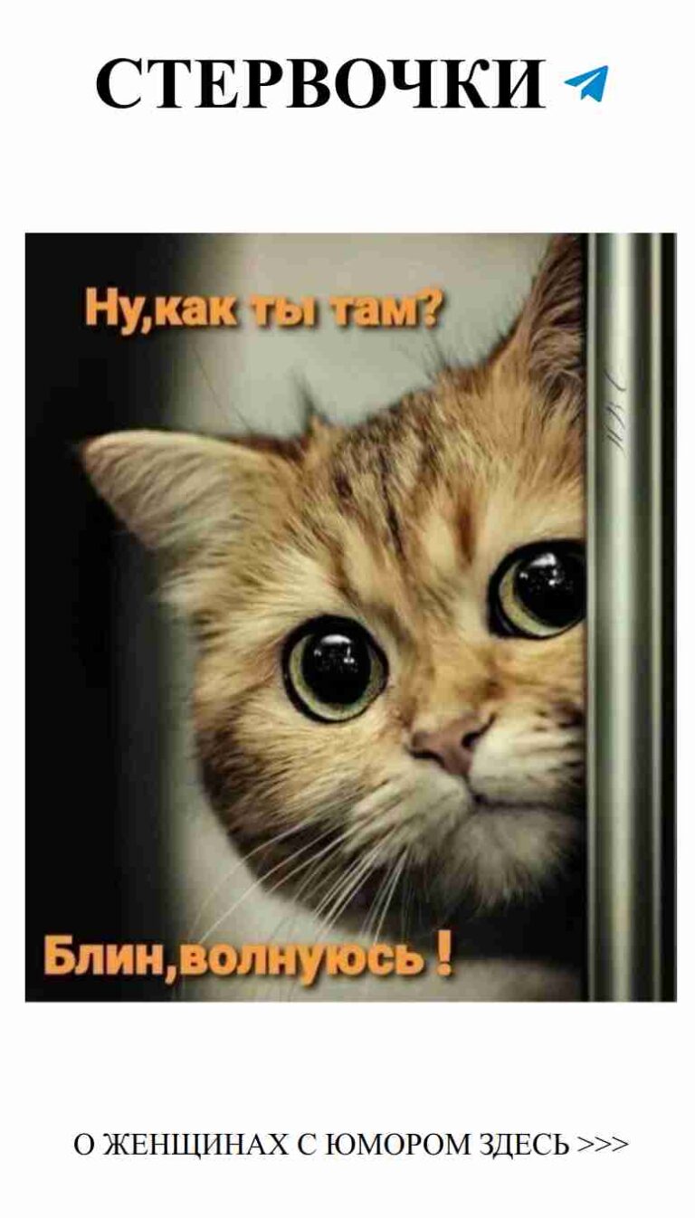 Когда кошки начинают понимать любовь в нашем мире