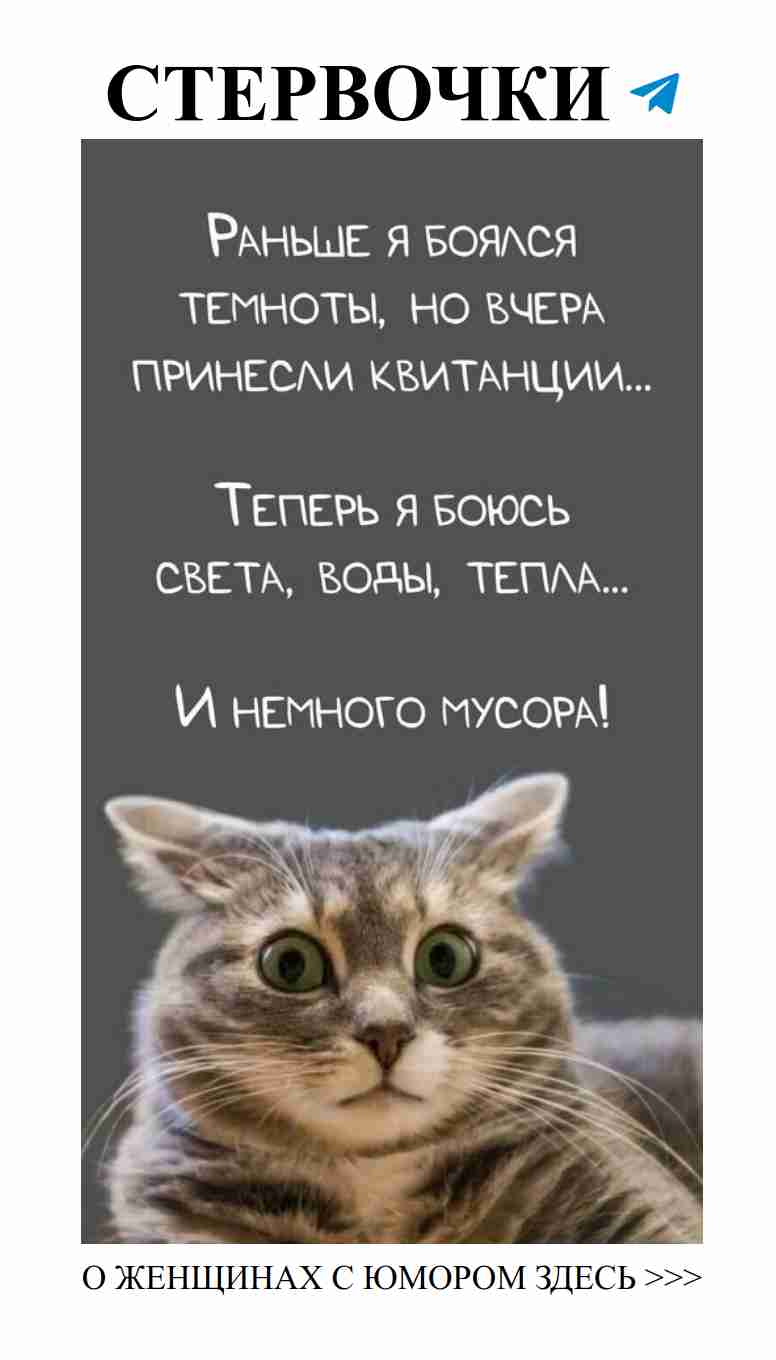 Кот, который смотрит на тебя, как будто ты влюблён в него
