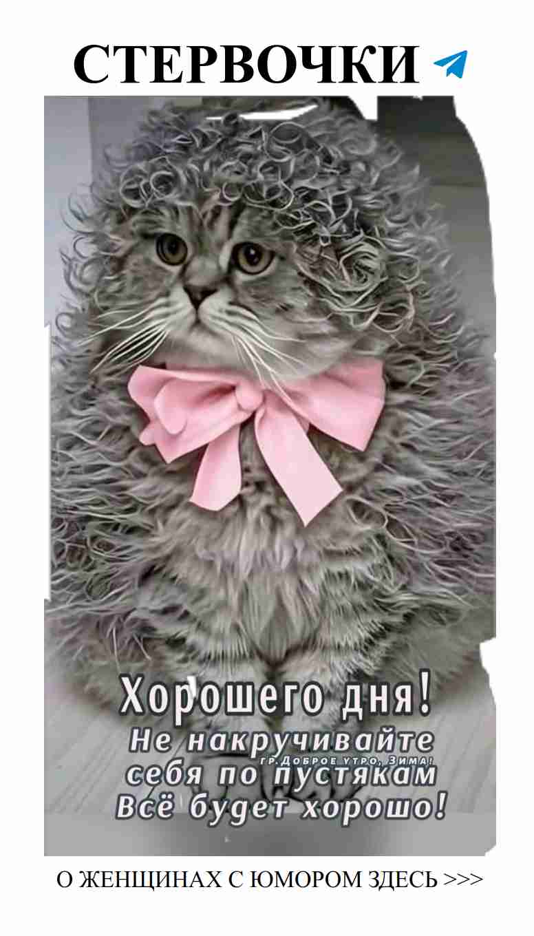 Котик в розовом бантике: лучшее поздравление для любимой