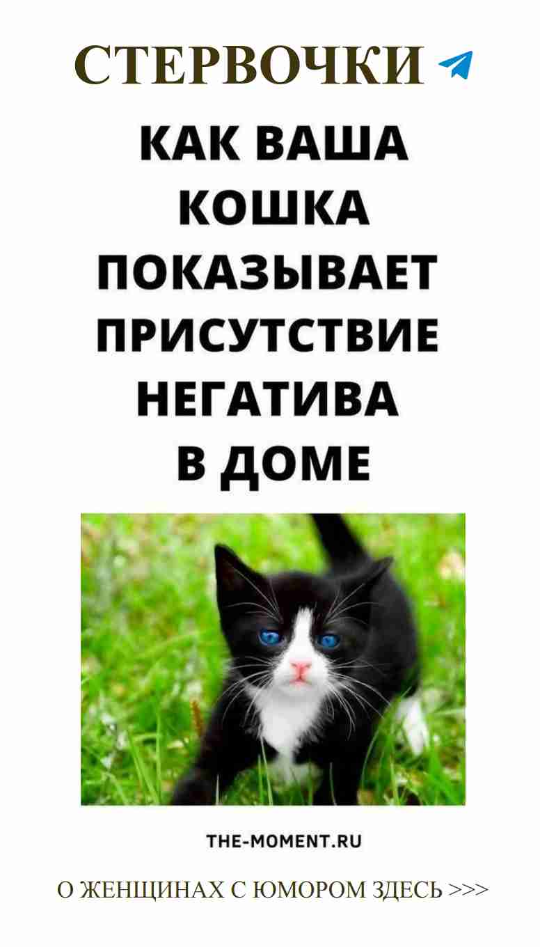 Мои коты тоже ищут любовь в траве и социальных сетях