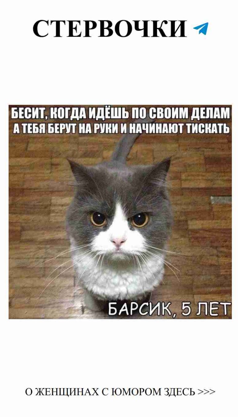 Когда кот ловит любовь, а не мышей