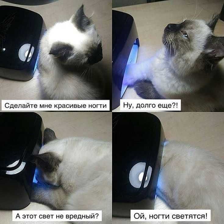 Приколы про маникюр, смешные картинки и шутки | ProstoNail