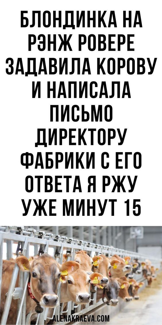 Блондинка на Рэнж Ровере задавила корову и на