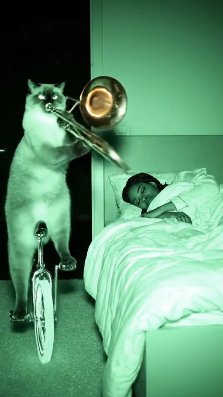 Кот на велосипеде играет на тромбоне ночью. Реалистично и странно! 😼🎺 #кот #юмор #реалистично