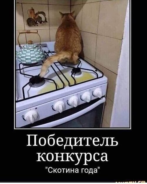 Лента по интересам – Юмор – 3671452 – Tabor.ru