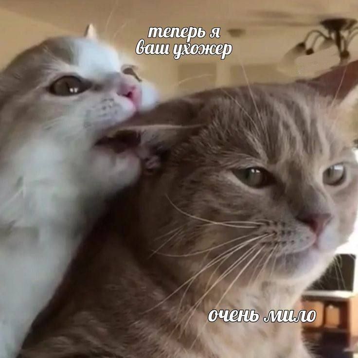 Котомемы 💛