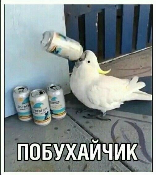 Побухайчик