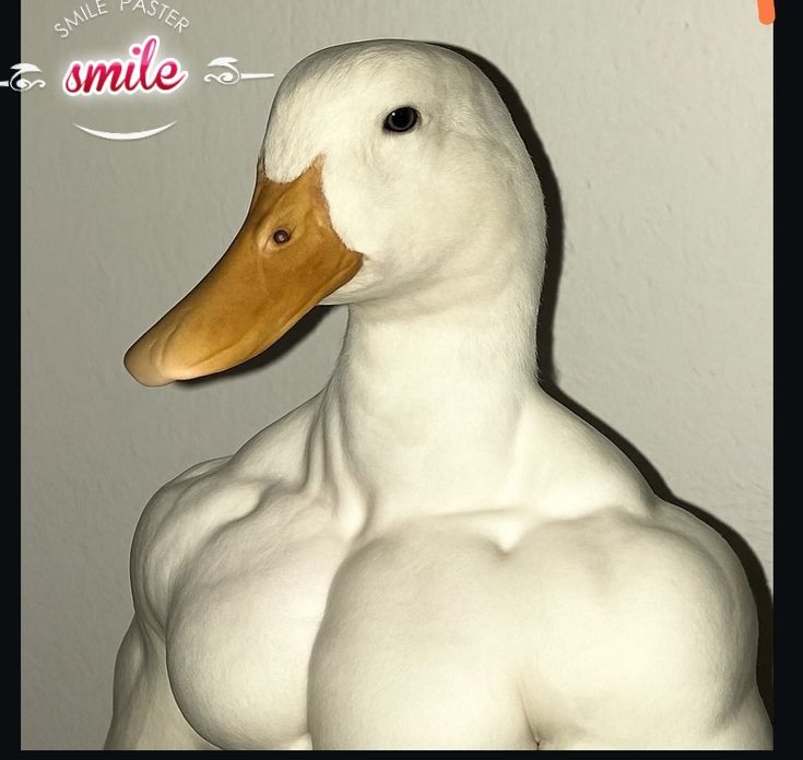 💪Duck