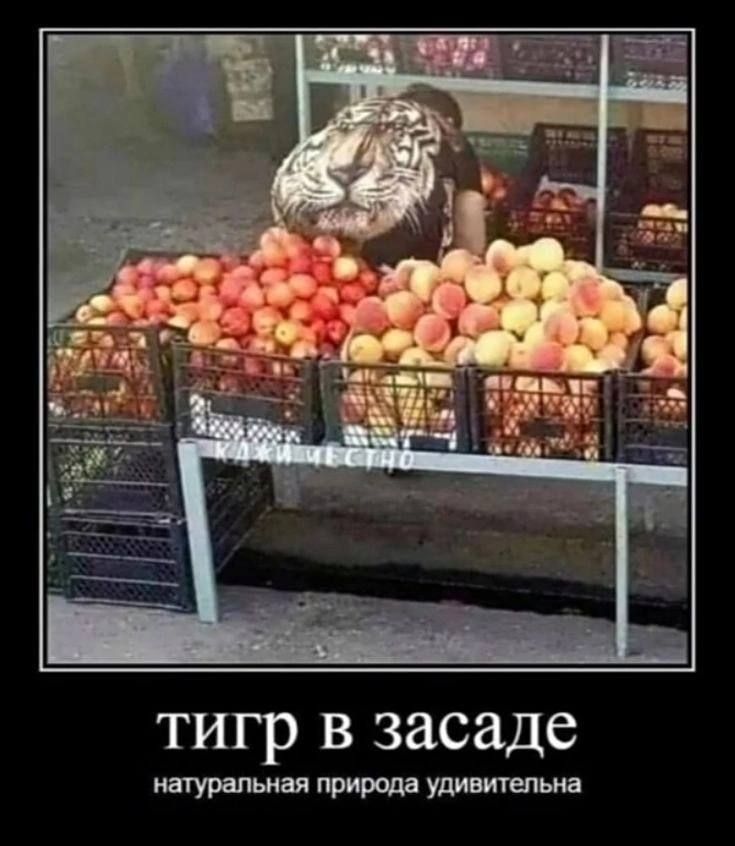Тигр в засаде