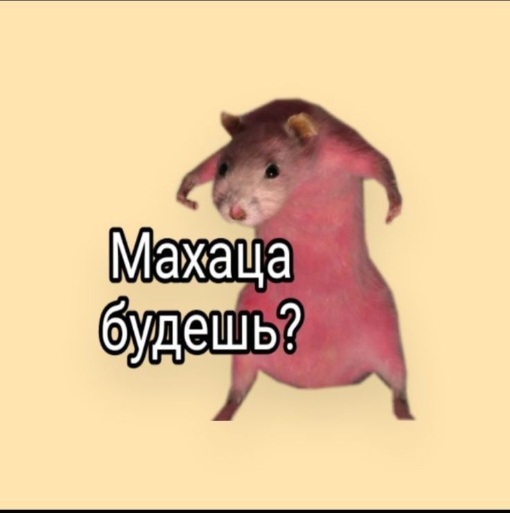 МАХАЦА БУДЕШЬ?