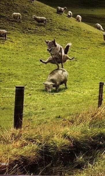 Фото 901178556008 из альбома Картинки из тем. Смотрите в группе Нить(Интересное вязание) в ОК