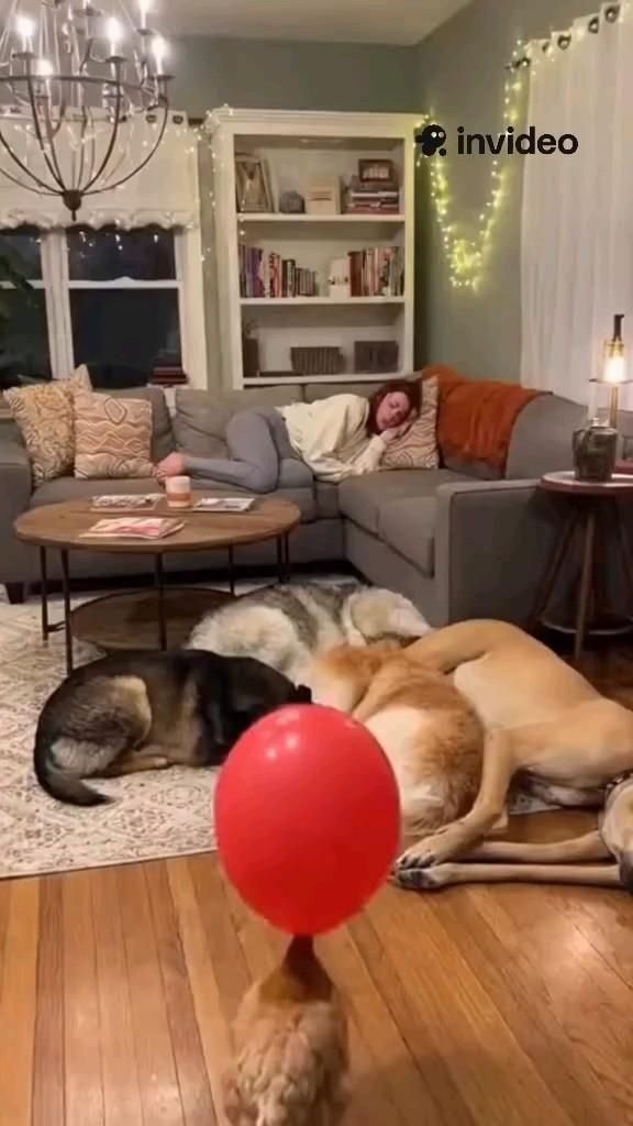 very cute dogs and puppies